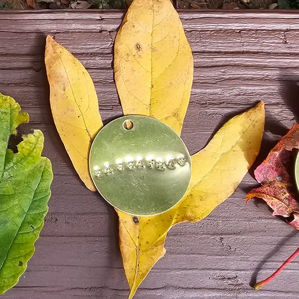 A brass tag stamped SASSAFRAS resting on yellow sassafras leaves