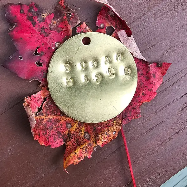 A brass tag stamped SUGAR MAPLE resting on a scarlet maple leaf