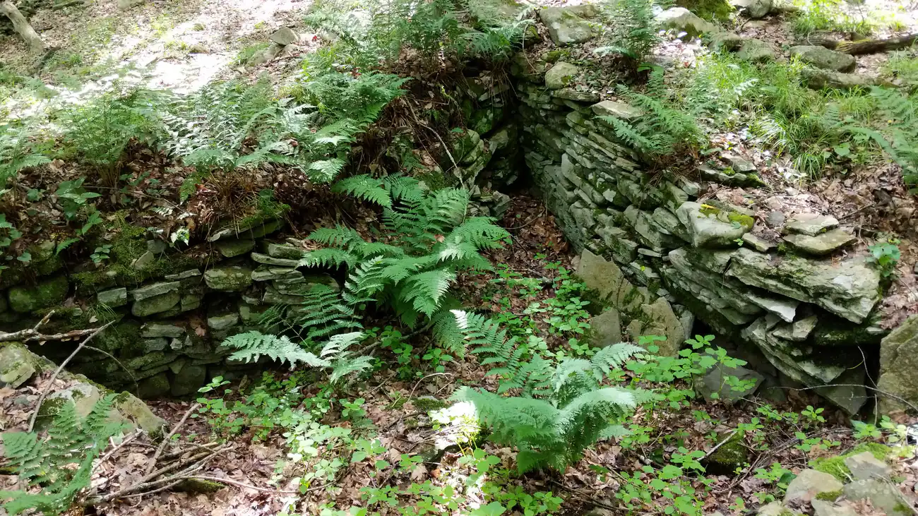 Ferns growing out of the mill's dry-stone wall in summer