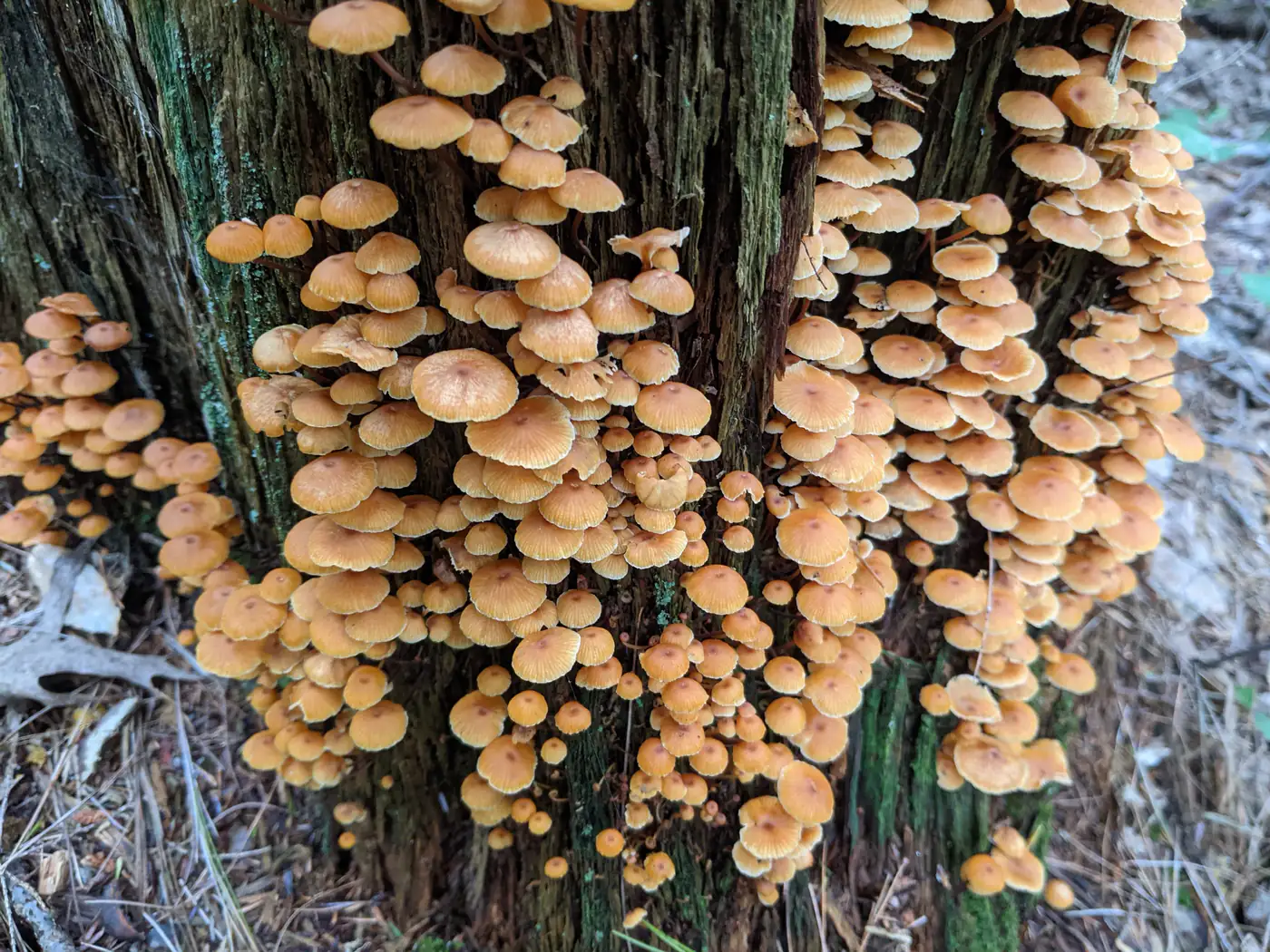A dense cluster of honey mushrooms fruiting on a standing dead trunk